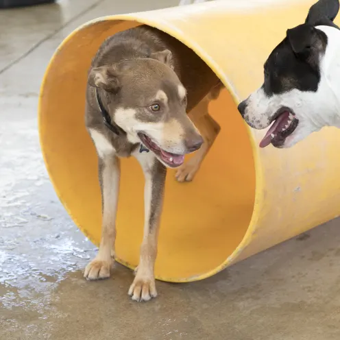 Two dogs looking at each other and one is coming out of a tube.